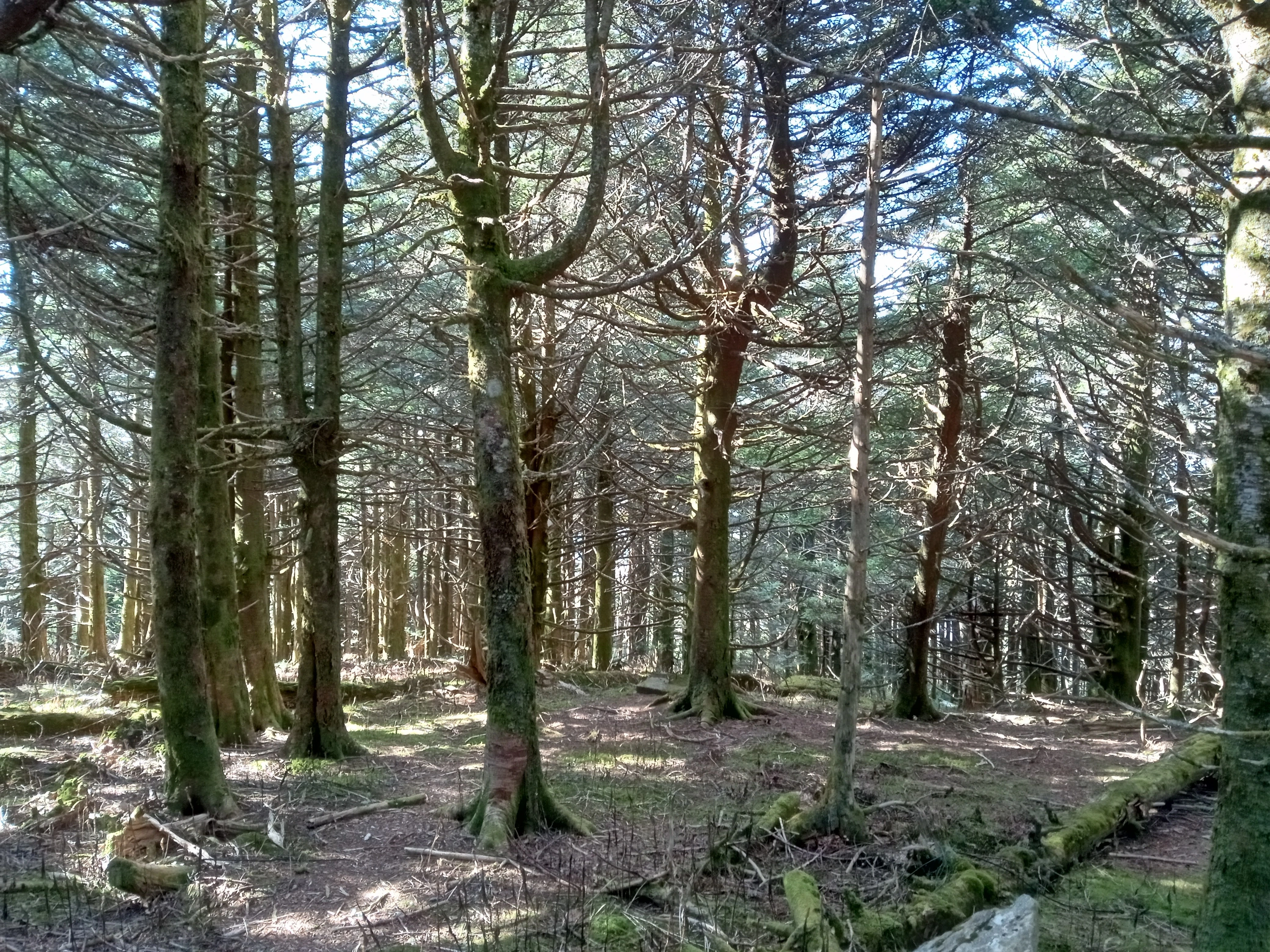 Forest path